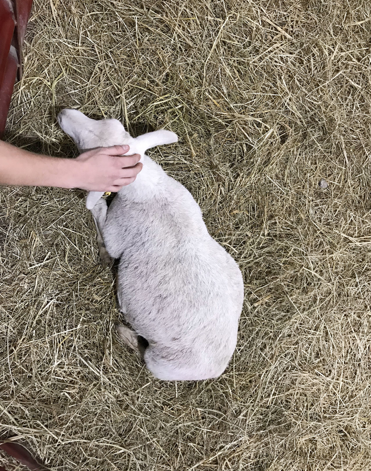 State Fair_JW17